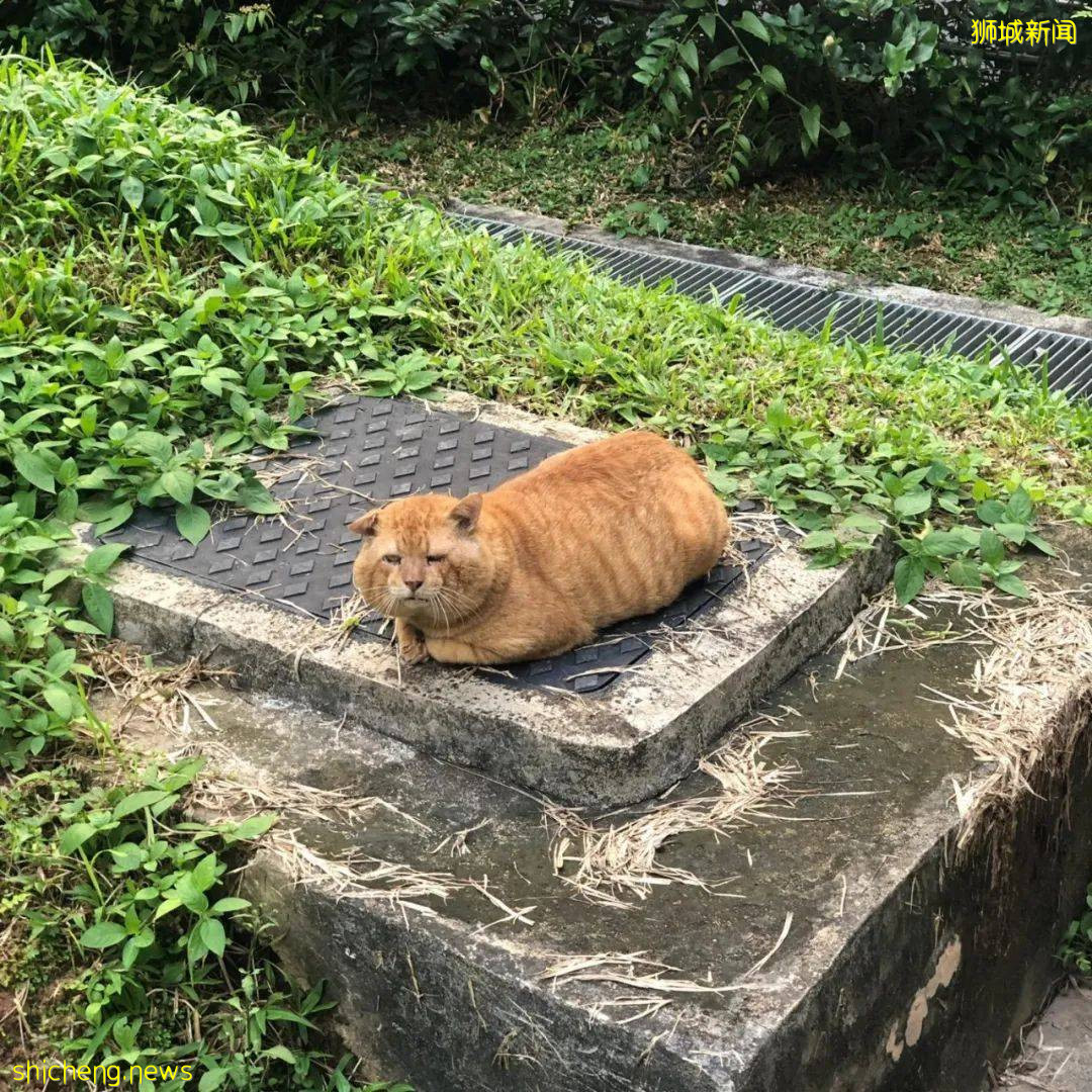 《南洋理工大學撸貓指南》