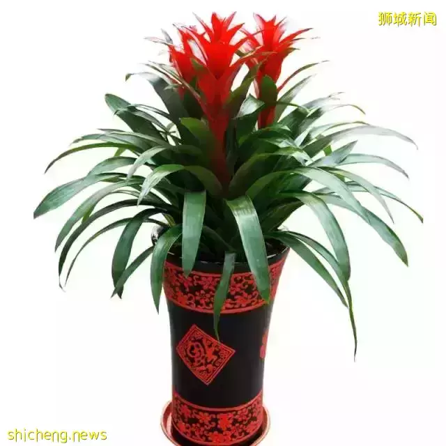 新加坡開運年花,你知道幾個