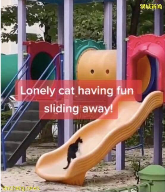 萌翻啦!走红啦!新加坡流浪犭犭犭犭犭犭犭犭犭犭喵星人在滑滑梯!