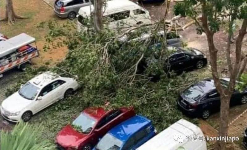 新加坡组屋楼下，6层楼高大树倒地，车辆挡风玻璃全碎