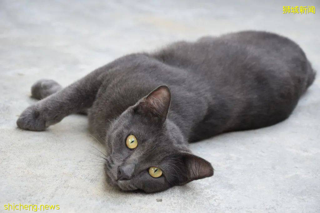 《南洋理工大學撸貓指南》