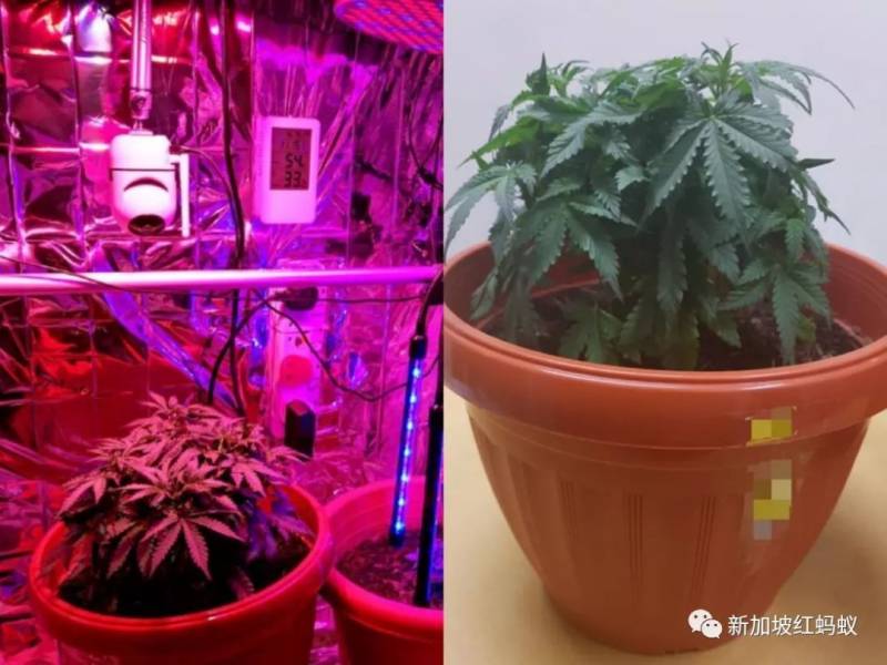 新加坡有人把住家变成“大麻种植地”　警方两个月后找上门