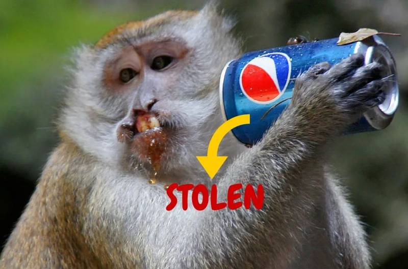 突發！這個海灘驚現一群巨型椰子蟹，還搶燒烤吃！新加坡也被鳄魚、蜥蜴、蟒蛇、水獺、猴子、野豬、野雞嚇到過