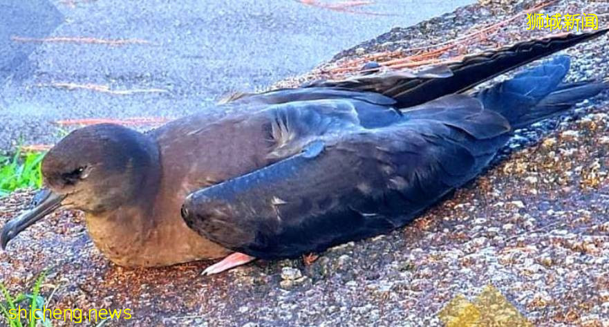 新加坡民众发现罕见海鸟曳尾鹱,可惜无法救回