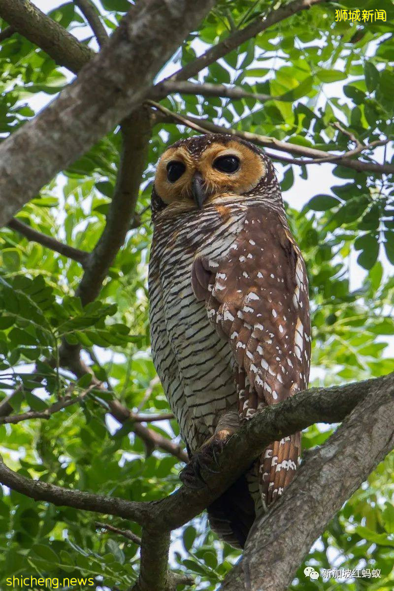 新加坡其实有两个虎豹别墅,其中一个就建在这个未开发的小岛上
