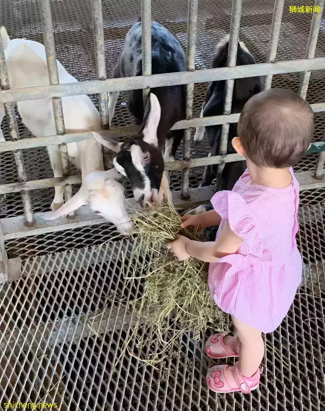 下水抓蛙、摘菜摸鱼、开土摩托……我带娃体验了一把新加坡的农家乐