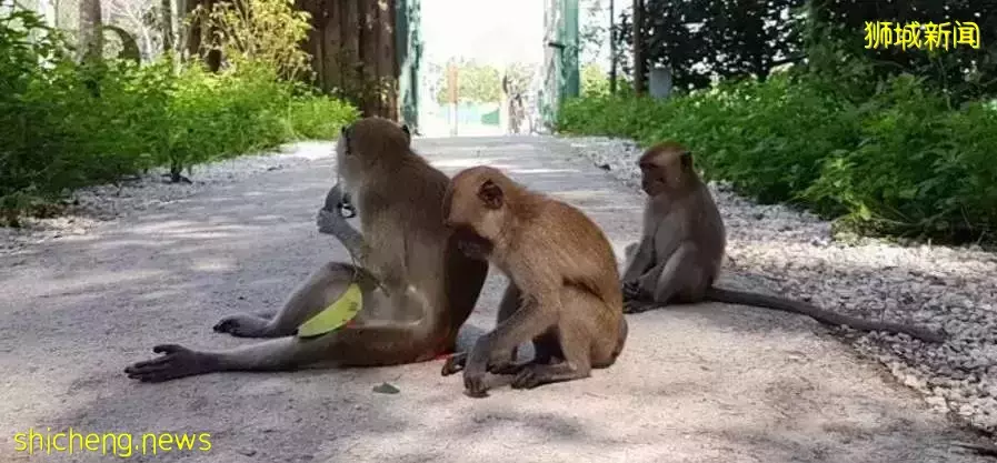 全新加坡組屋什麽價格？最便宜、最土豪、最美海景房大揭秘