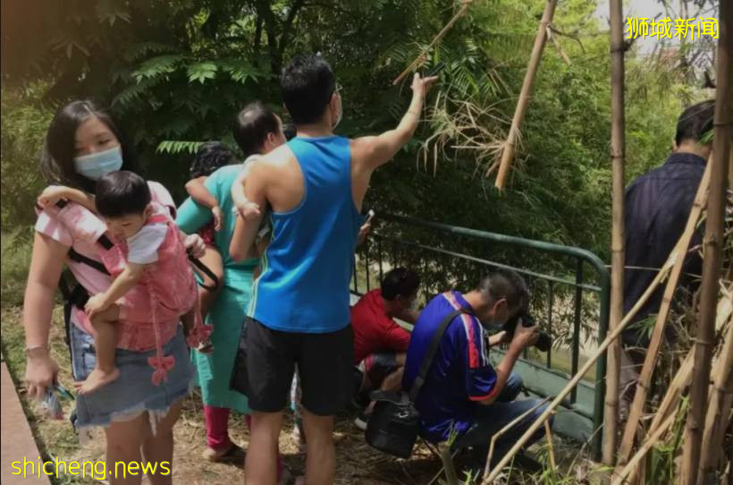 手持長槍短炮、無視安全距離，新加坡這群“瘋子”爲誰發瘋？命都不要了