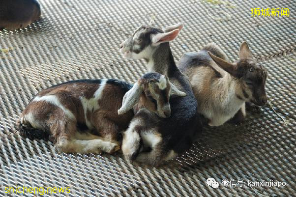 教你如何10元玩转新加坡