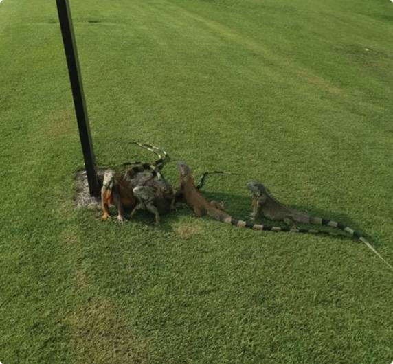 大批鬣蜥在阳光下闲逛，就跟侏罗纪公园一样 