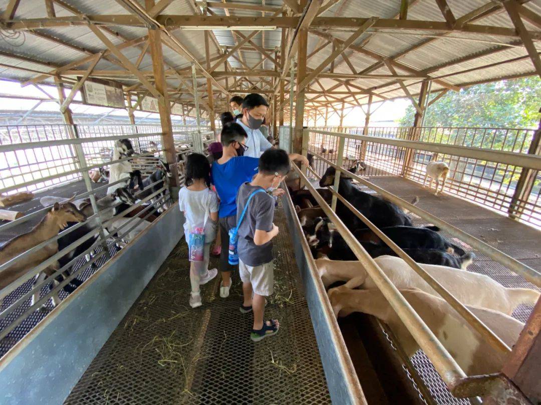 餵羊、擠奶、了解青蛙生長過程，新加坡的農場這麽牛