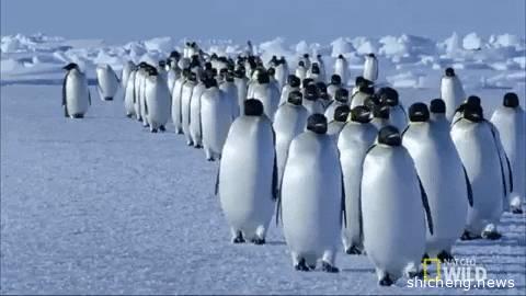 Circuit Breaker期间在家也能理发！小米旗下超好用Trimmer仅售S$13.8！男神们不要再长发飘飘啦