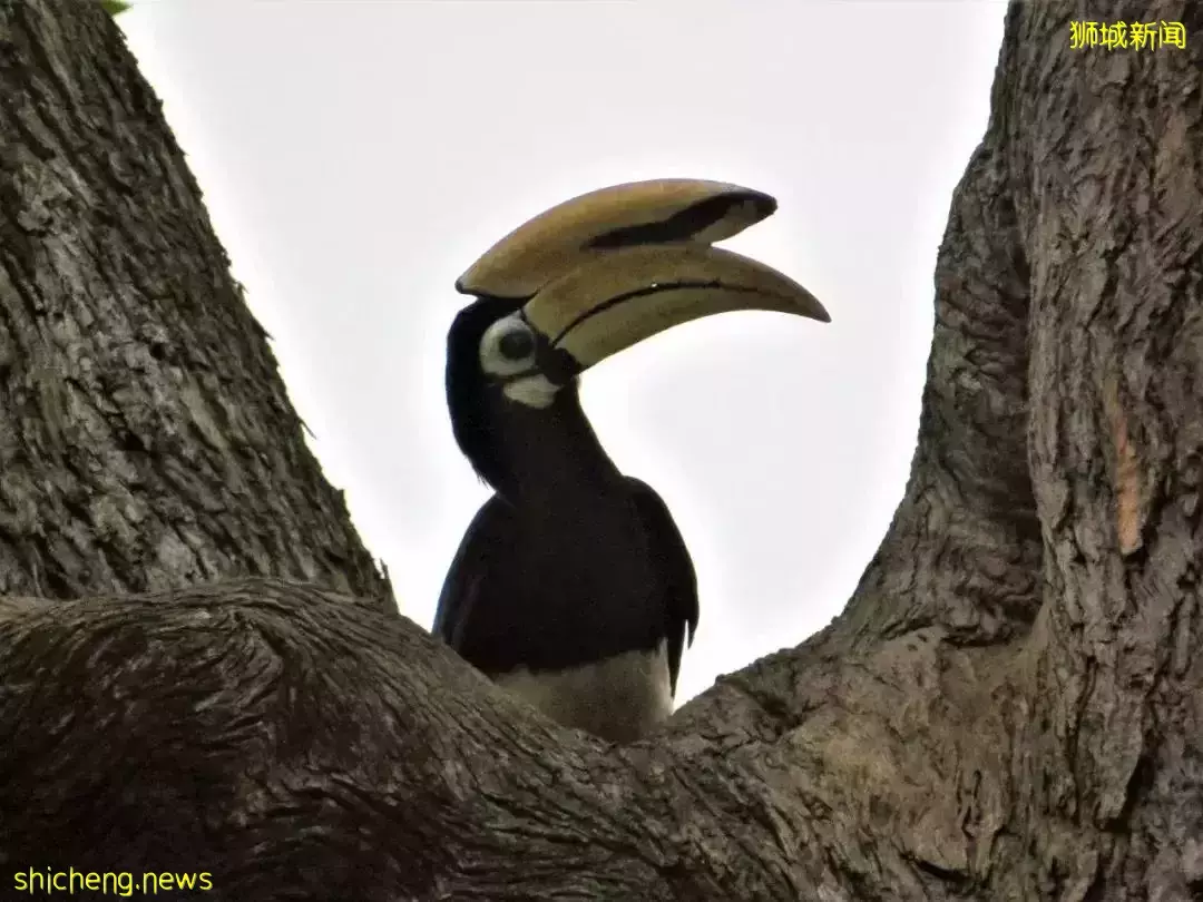 超级奶爸!带着2岁女儿骑行17小时166公里,环游新加坡