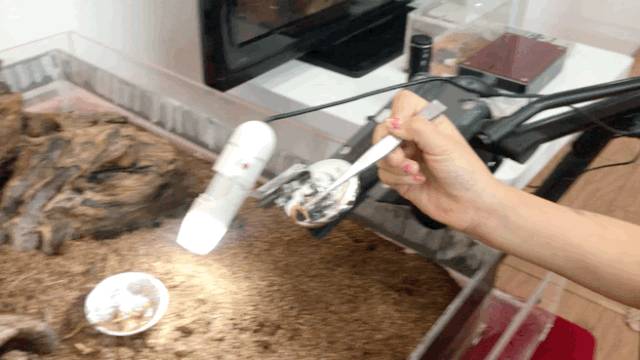 亞洲第一的螞蟻博物館居然在新加坡