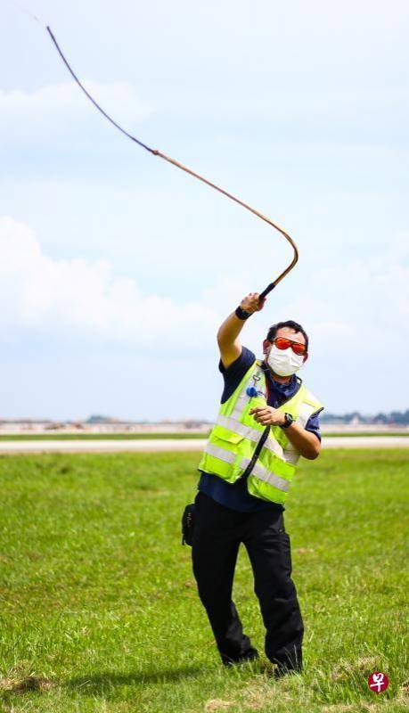 樟宜機場:甩鞭播幹擾聲 奇招驅鳥護“鐵鳥”