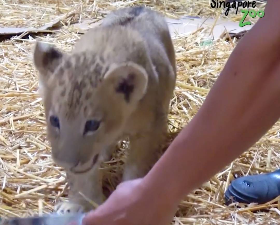 激萌！“獅子王”出生在新加坡動物園！網友：好想擁有一只