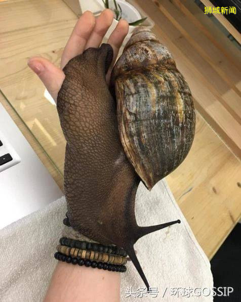 新加坡巨型蝸牛出沒！能碰嗎？能吃嗎？能養嗎