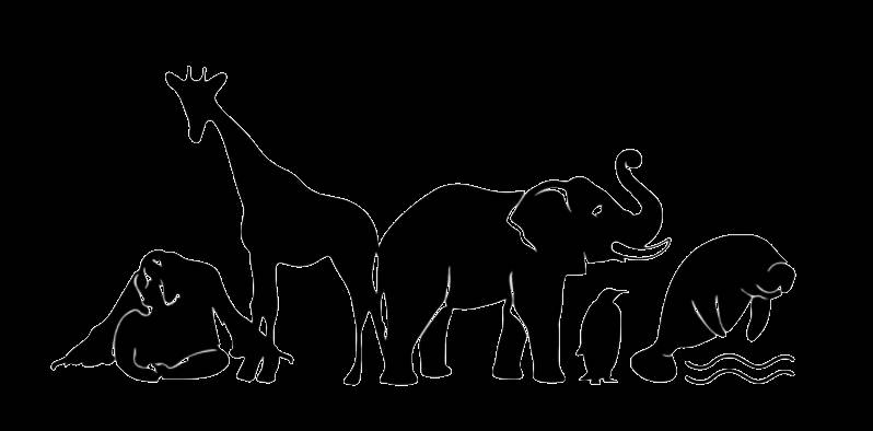 新加坡第一只通過輔助生殖技術誕生的非洲獅崽來啦