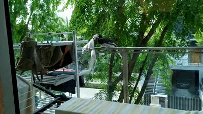 犀鸟偷内衣，闹脾气丢在马路边