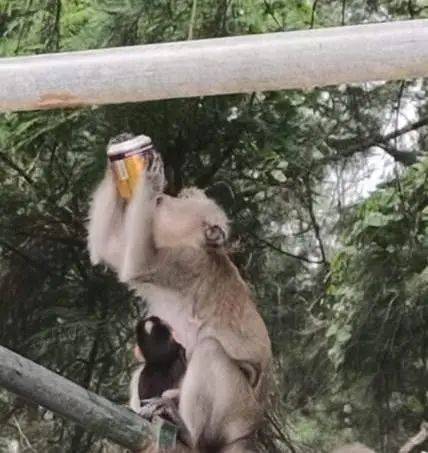 別在 NTU 餵豬了!新加坡的野生動物可不好惹