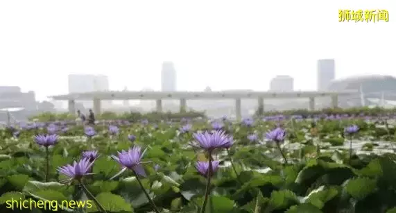 新加坡留学学社会学专业