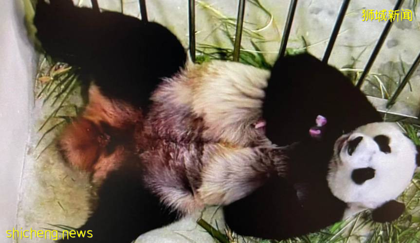 熊猫宝宝在新加坡诞下小宝贝!首只在新加坡出生的熊猫