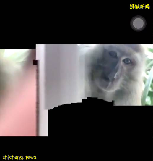 震惊!新加坡猴子生吃活鸡!它们还会偷包、偷手机、偷面包
