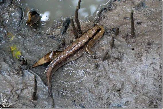 新加坡最好玩的海灘公園!趕海、騎馬、劃艇、樹籬迷宮、燒烤露營,超適合家庭出遊