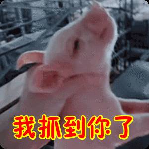 偷渡團夥成員確診新冠！網友建議他遊泳離開新加坡