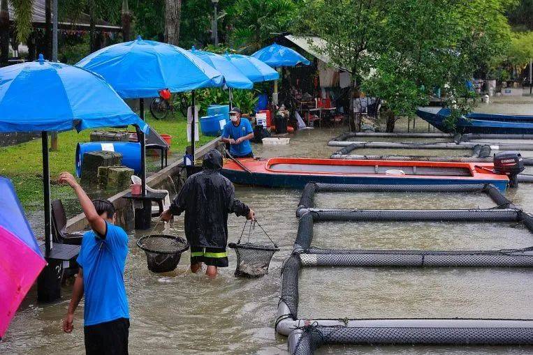 罕見!新加坡聖淘沙這條河變成了粉色,驚現大批死魚!39年創記錄暴雨太作了