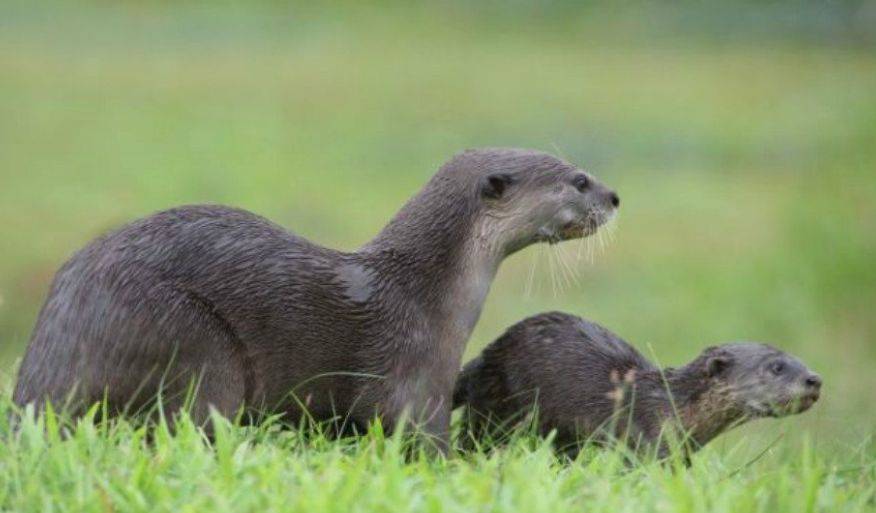 新加坡留學 你永遠都不會知道的關于新加坡的25個冷知識，知道五個算我輸