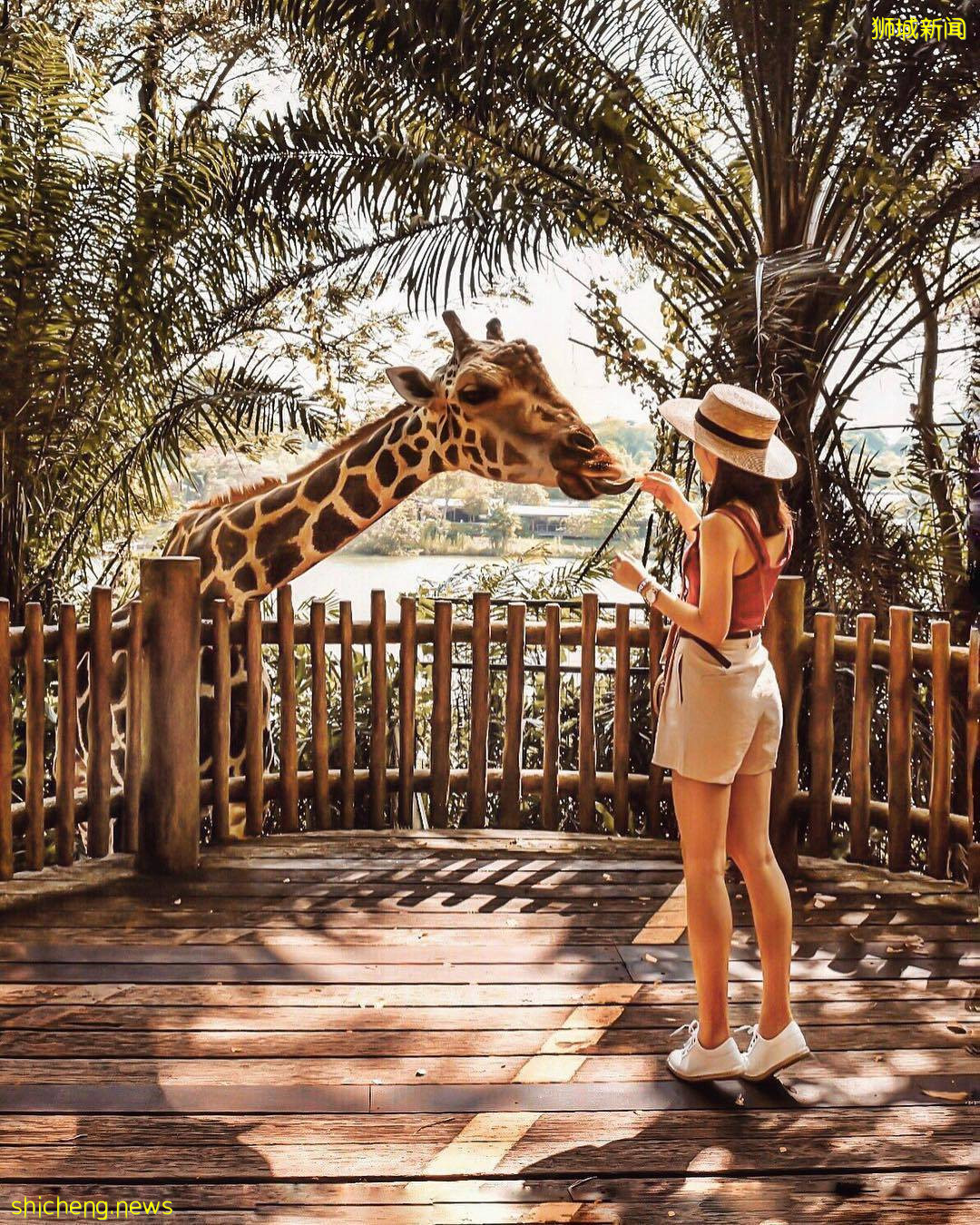 新加坡动物园&河川生态园、门票半价优惠!限时五天促销、赶紧线上购买💥