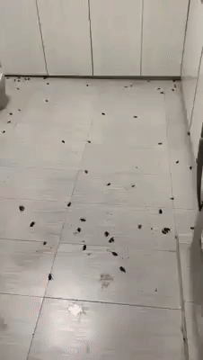 市镇会消毒垃圾槽，住家反被蟑螂大军“入侵”