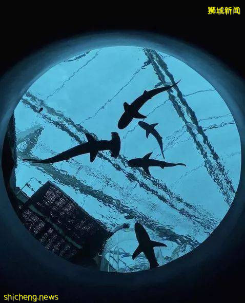 蹦極、過山車、跳傘、水上滑板……新加坡8大冒險活動，你敢來挑戰嗎