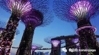 那些来新加坡的打工人,他们怎么样了