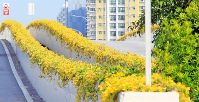 刷屏啦！新加坡秒變花花世界，美到窒息
