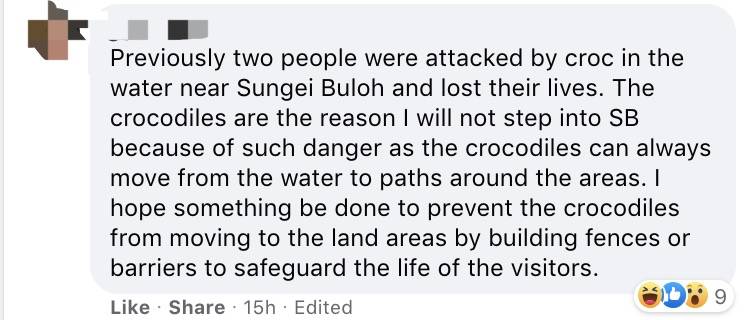新加坡鳄魚上岸堵路,張開大嘴!海豚犀鳥也都來了