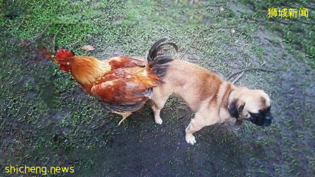 新加坡“神兽”们居家学习第一天!家长们晕了懵了乱了炸了