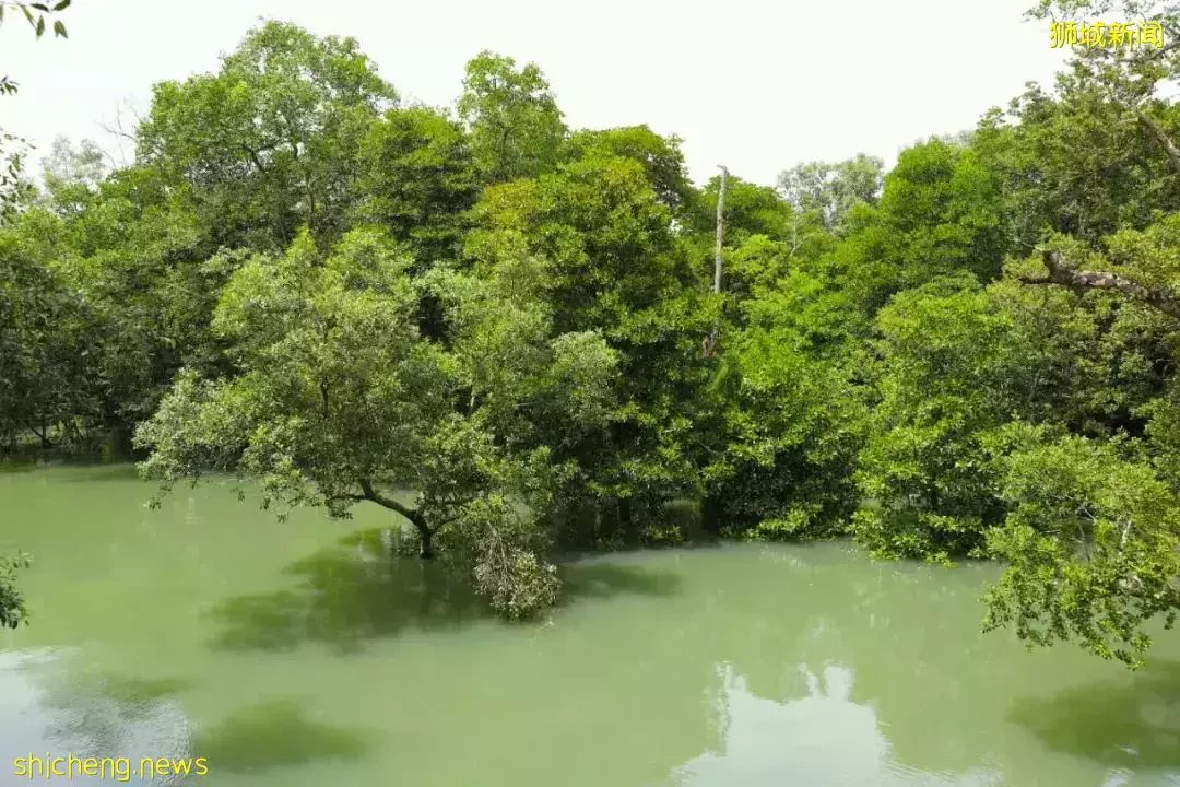 4天小長假！請來新加坡最美的濕地，超500種熱帶動植物免費看