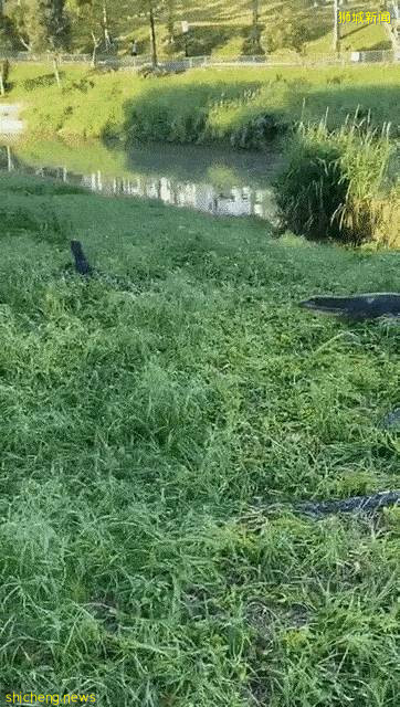 新加坡公园惊现三只大蜥蜴撕咬蟒蛇!“这是侏罗纪公园吧?”