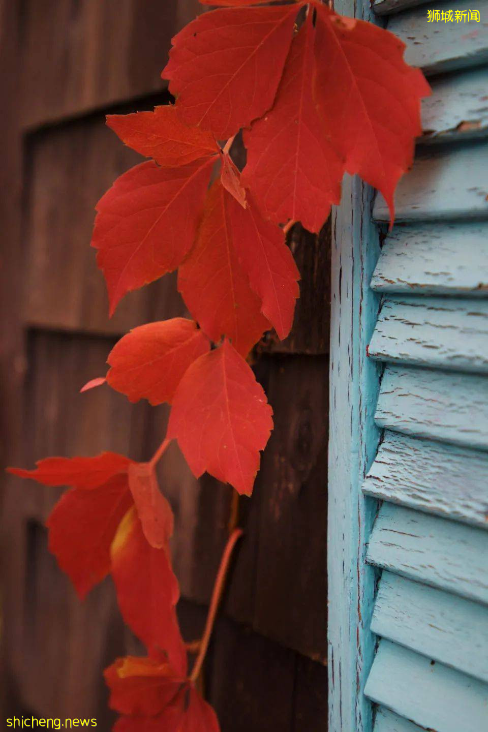 如愿娶到越南美娇娘,为何婚姻却没有想像幸福