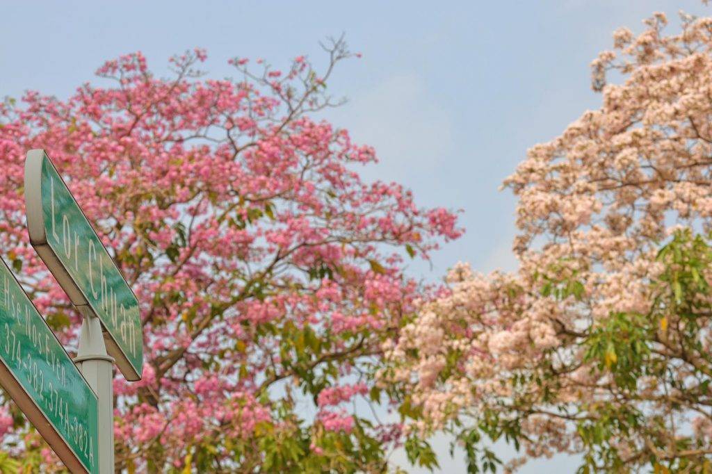 新加坡賞花攻略！三月尾Trumpet Tree花期已至，粉白色花朵競相開放，全島賞花地圖請查收