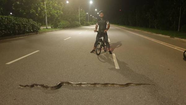 居民为猫打伞挡雨 骑士指引蟒蛇避车碾死