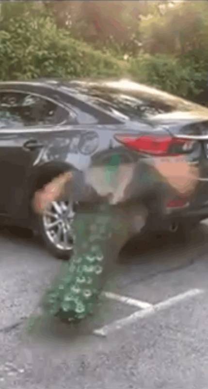 “惊!我在新加坡上厕所,竟然遇到了ta,差点吓尿!”