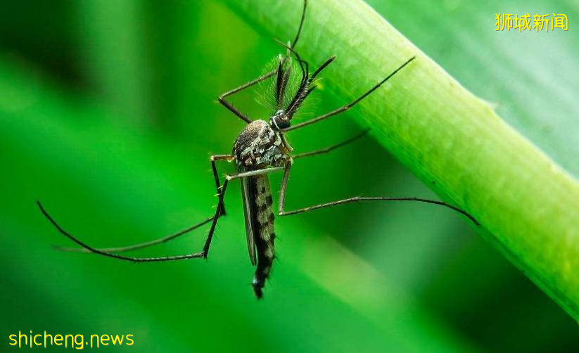 新加坡爲何被稱爲罰款之城