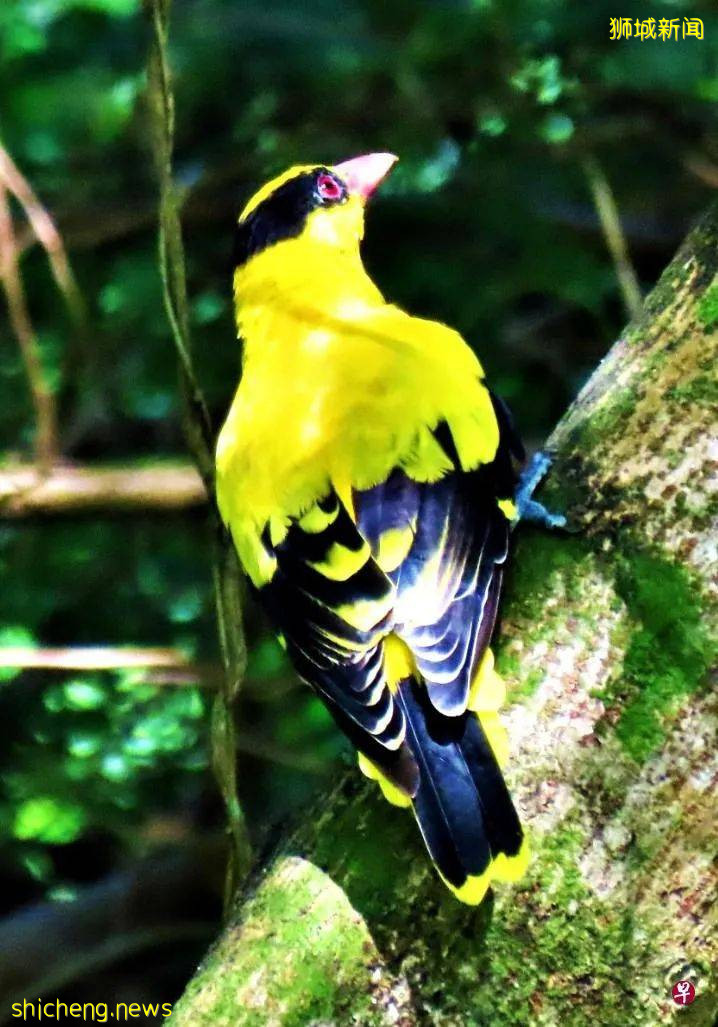 義順組屋新鎮有今天的發展規模，故事得從這個與實裏達河共生並存的春葉自然公園說起