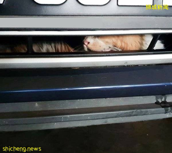 猫咪躲在汽车引擎“安家” SPCA花2小时救出