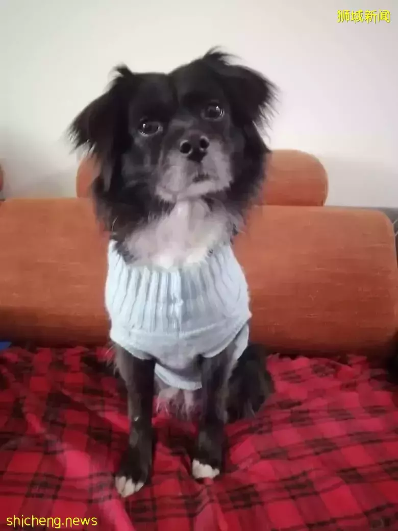 飞中国的这趟航班取消!在上海的新加坡人最近怎么样