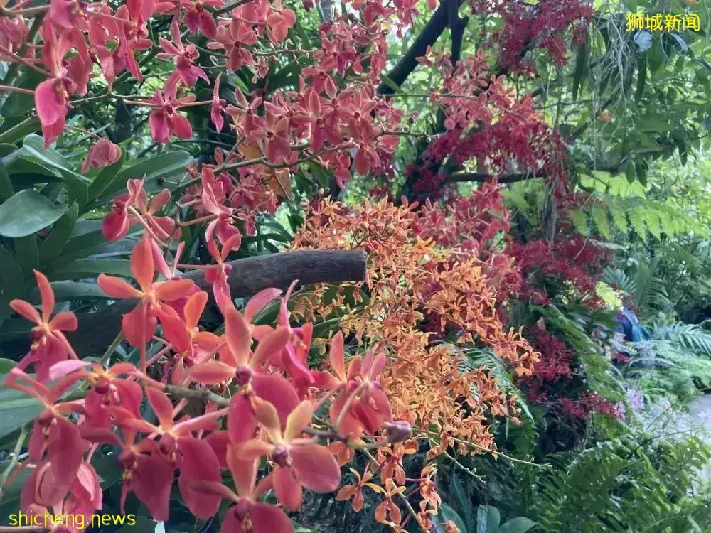 戶外徒步新去處！新加坡新開的7個公園你都遛過了沒