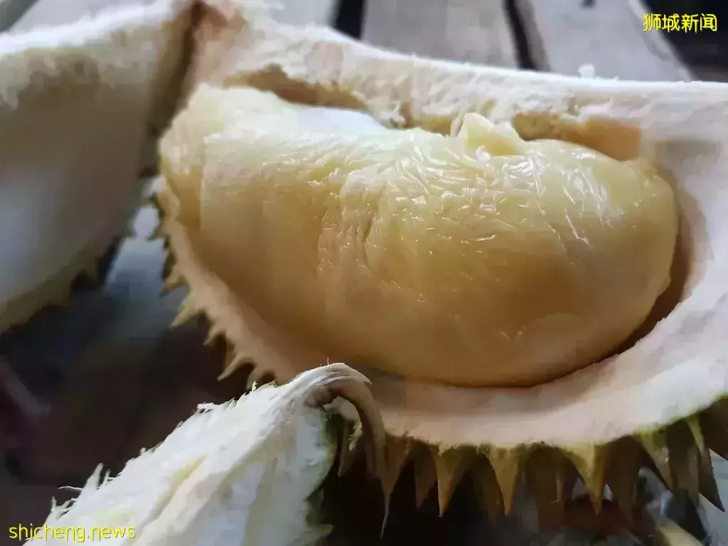 新加坡 榴梿季來襲